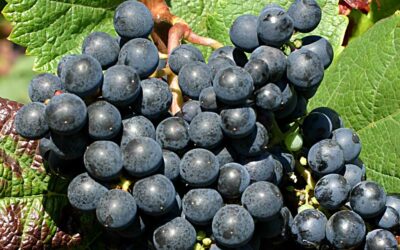 Dia da Uva Tannat: explorando vinhos do Uruguai