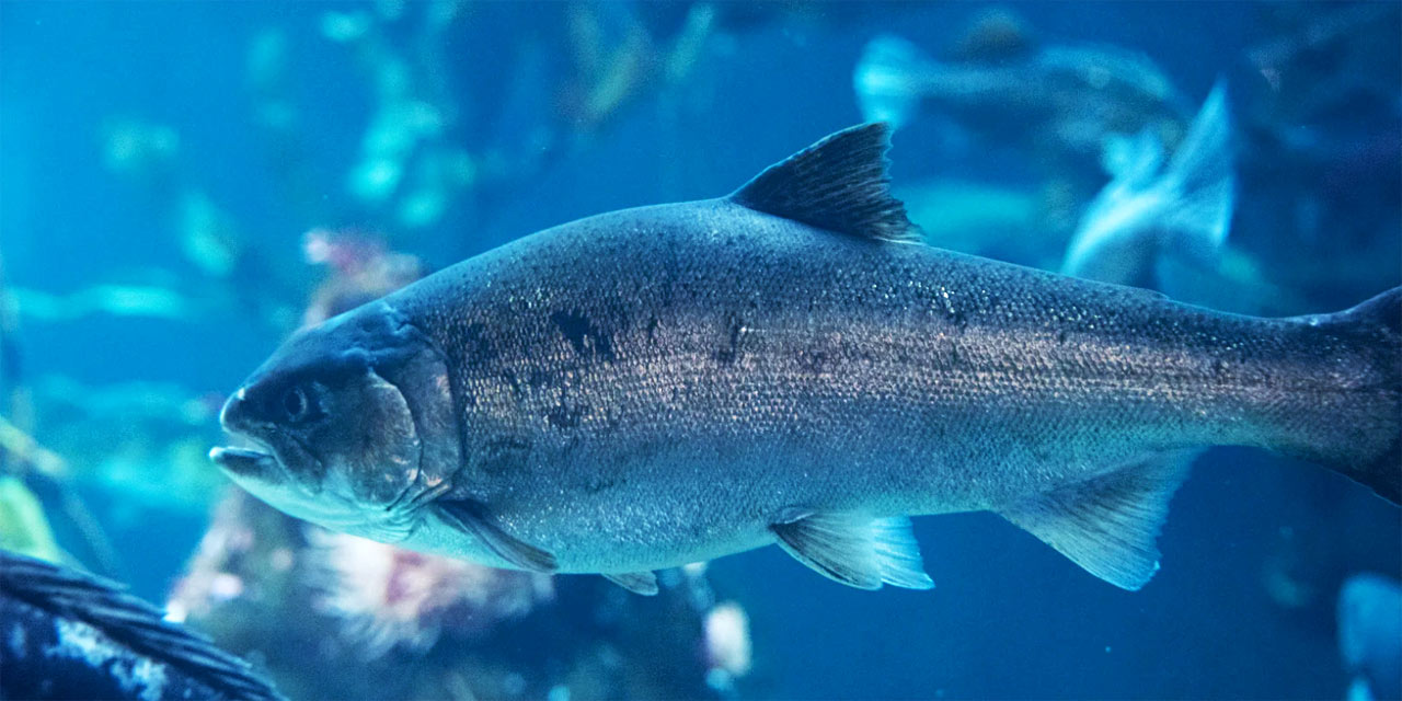 Dia do Salmão: descubra sua relevância na culinária e na saúde